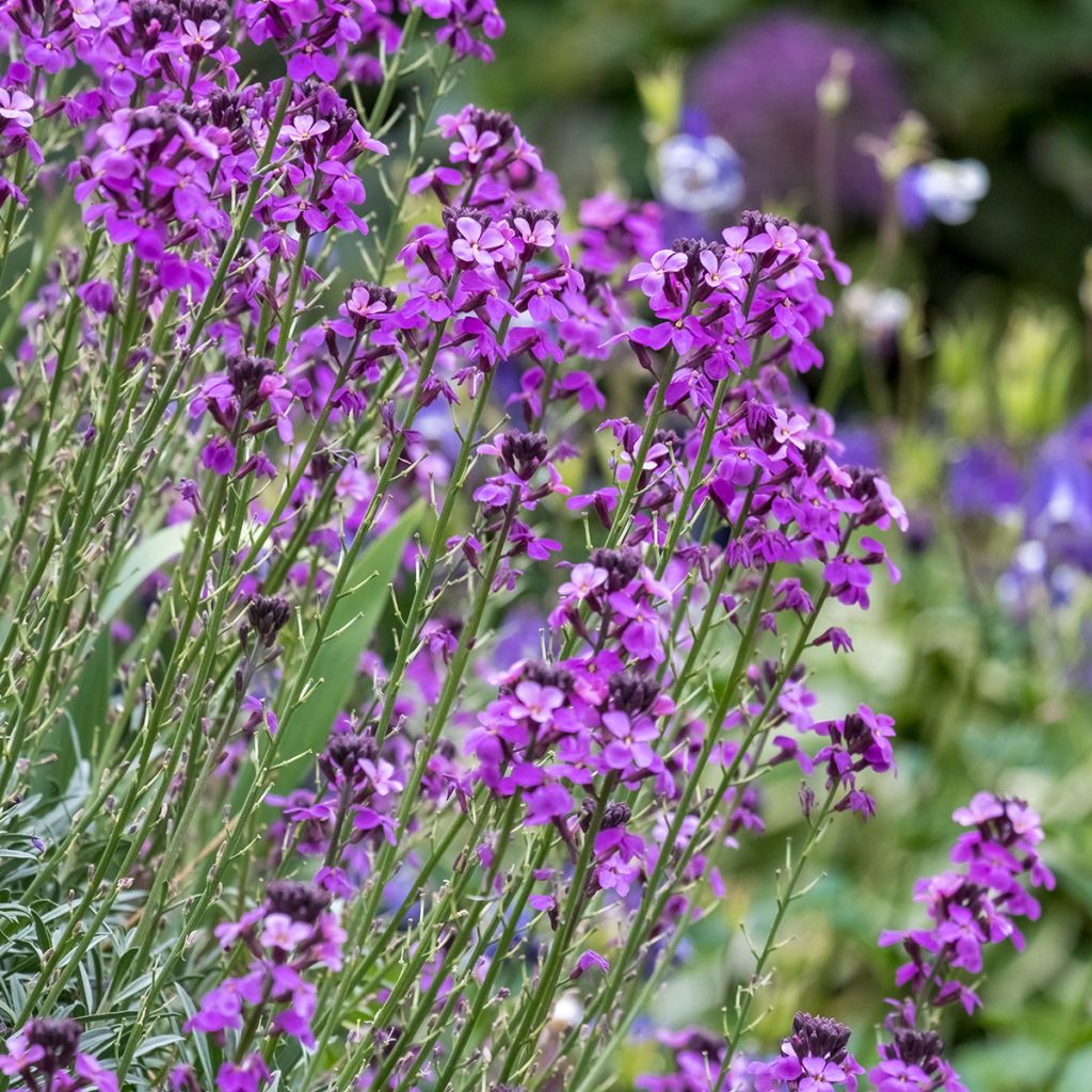 Garten-Goldlack Bowles Mauve - Erysimum