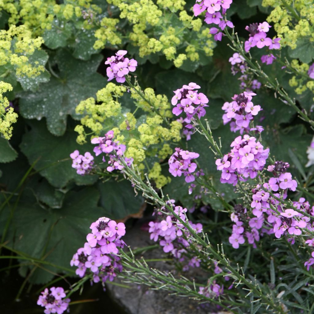 Garten-Goldlack Bowles Mauve - Erysimum