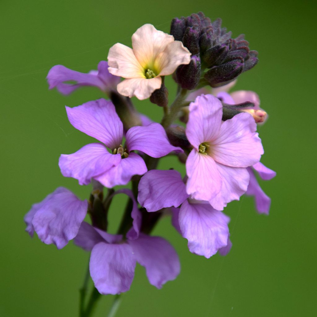 Garten-Goldlack Jenny Brook - Erysimum