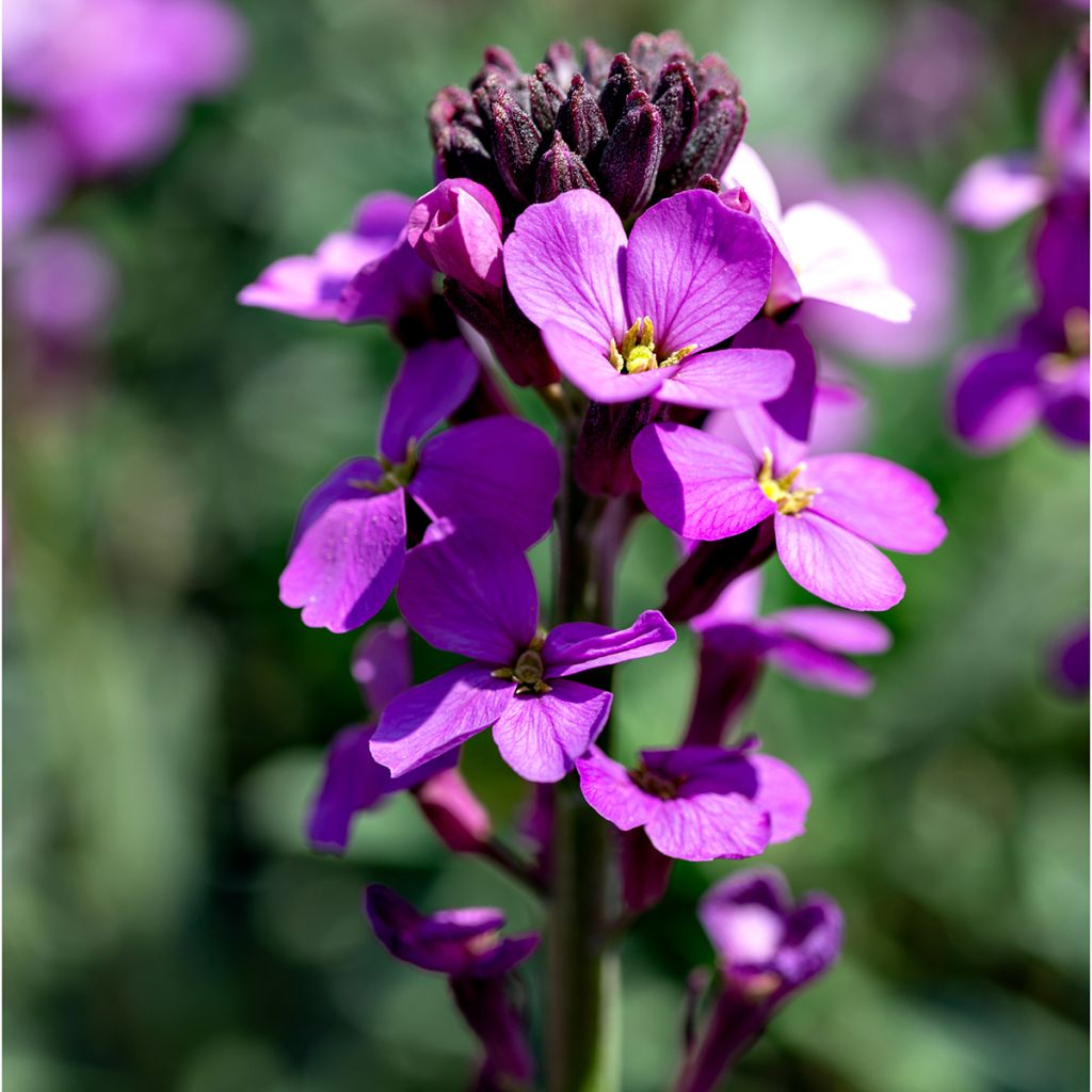 Garten-Goldlack Poem Lavender - Erysimum