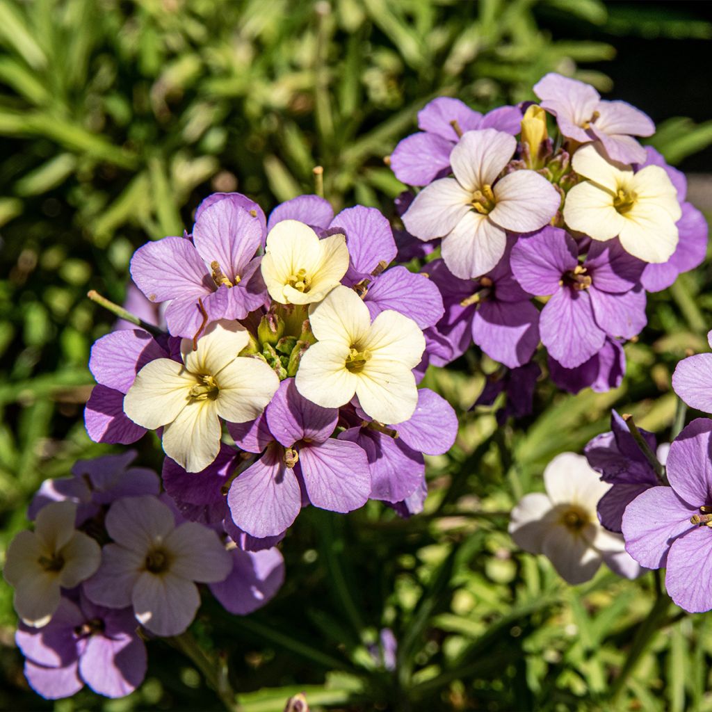 Garten-Goldlack Poem Lilac - Erysimum