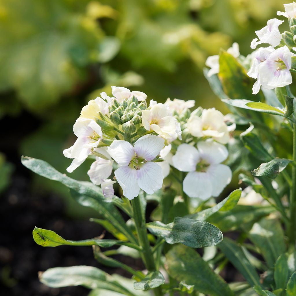 Garten-Goldlack RYSI Moon improved - Erysimum