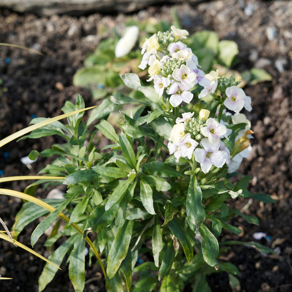 Garten-Goldlack RYSI Moon improved - Erysimum