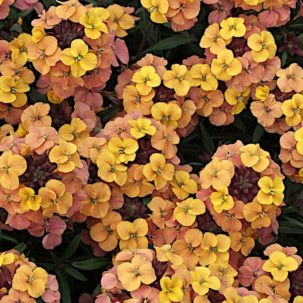 Garten-Goldlack Artist Gogh's Gold - Erysimum