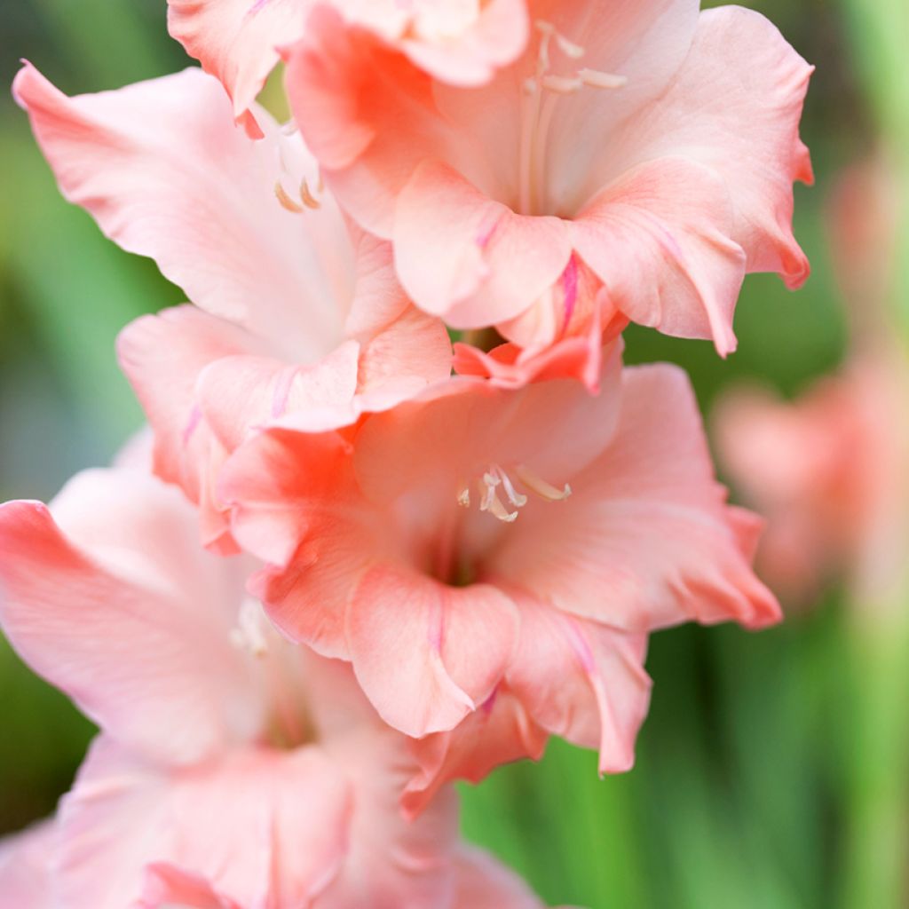 Großblütige Gladiole Careless - Gladiolus