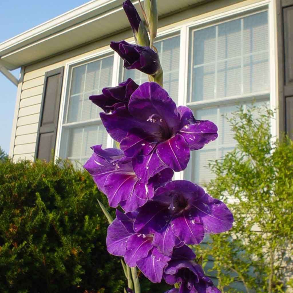 Großblütige Gladiole Deep Purple - Gladiolus