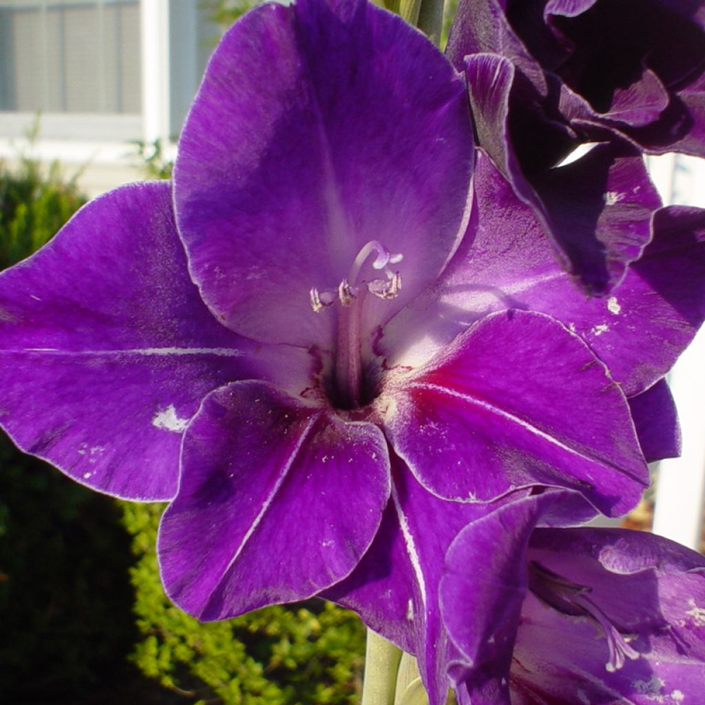 Großblütige Gladiole Deep Purple - Gladiolus