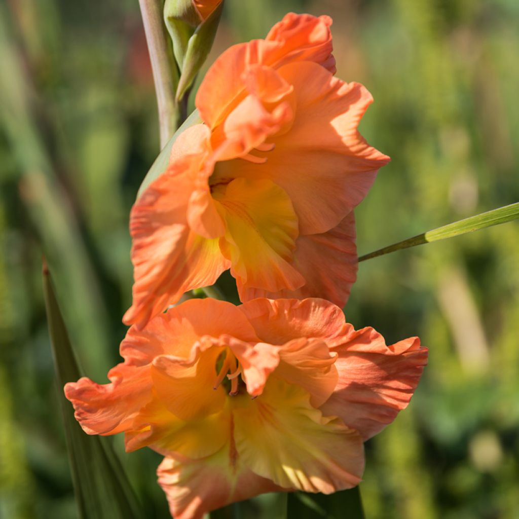 Großblütige Gladiole Olympic Flame - Gladiolus