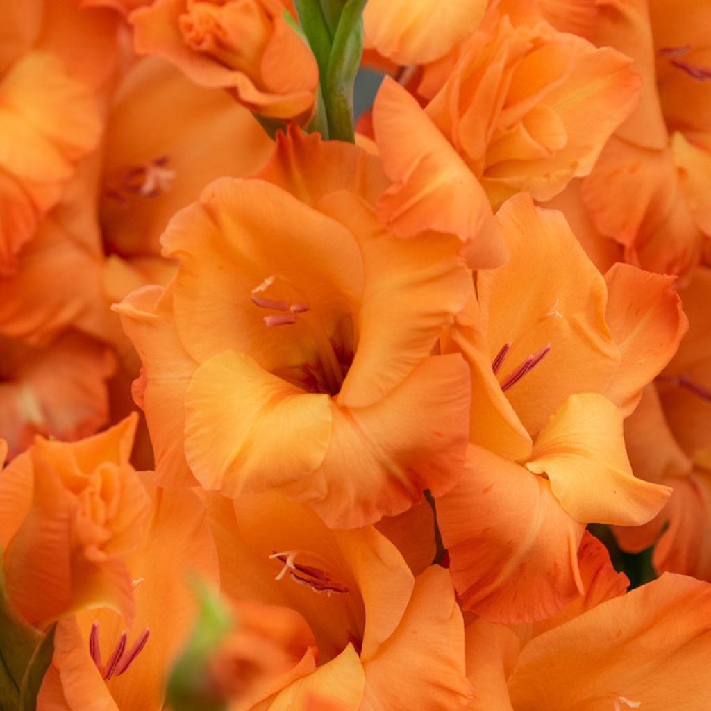 Großblütige Gladiole Prince of Orange - Gladiolus