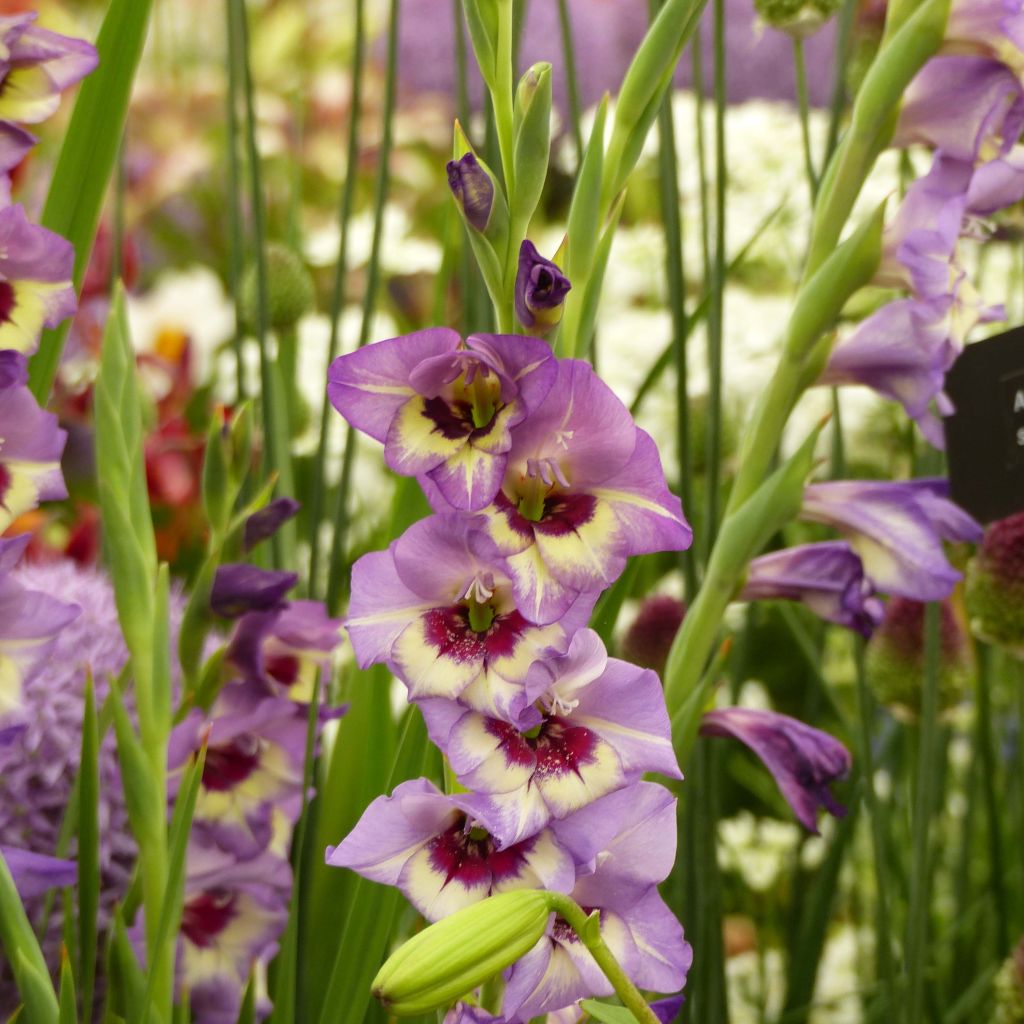 Großblütige Gladiole Glamourglad Flevo Cool - Gladiolus