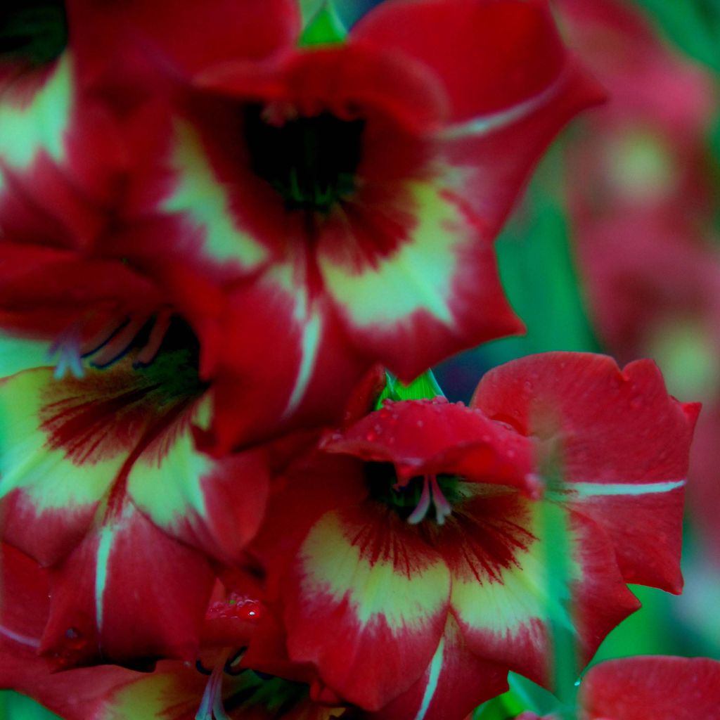 Gladiolus papilio Flevo Vito - Gladiole