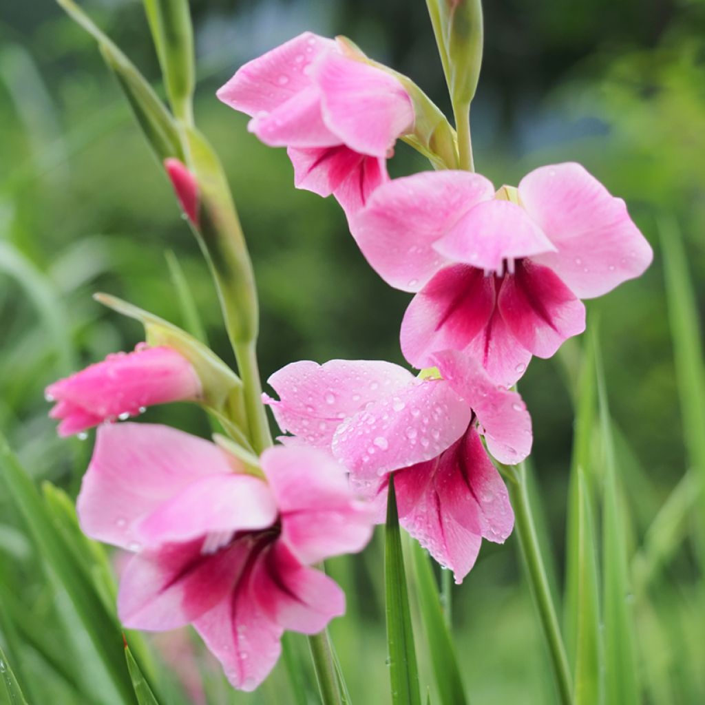 Großblütige Gladiole Camborne - Gladiolus