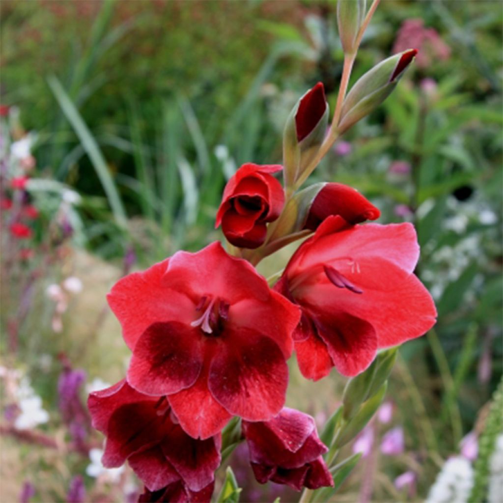 Gladiolus papilio Ruby - Gladiole