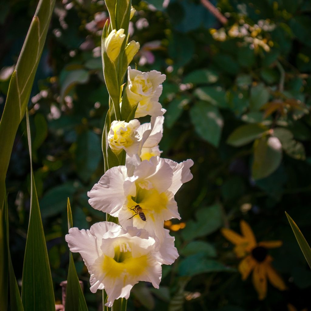 Großblütige Gladiole Break of Dawn - Gladiolus