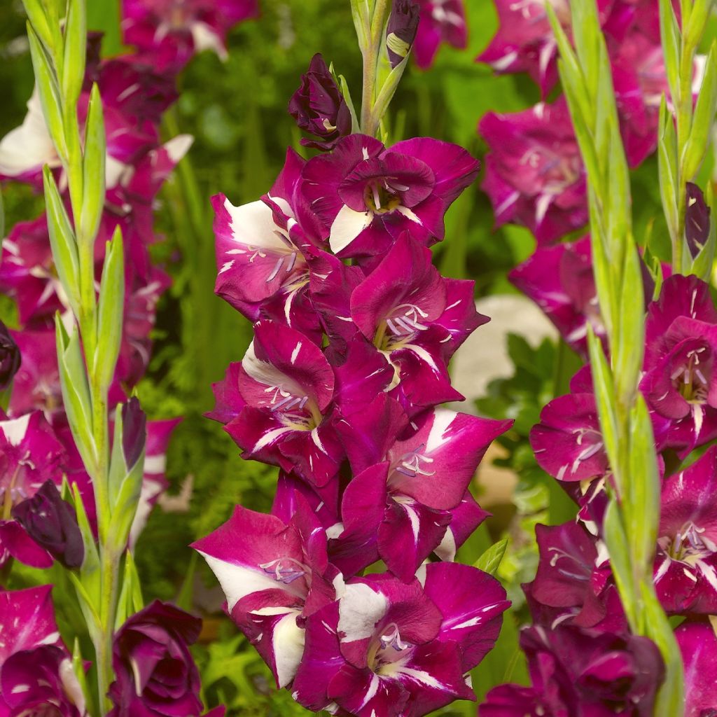 Großblütige Gladiole Dared - Gladiolus