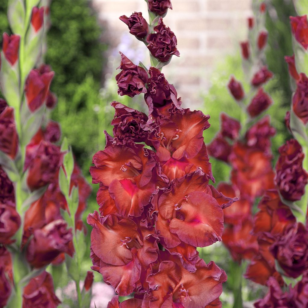 Großblütige Gladiole Bimbo - Gladiolus