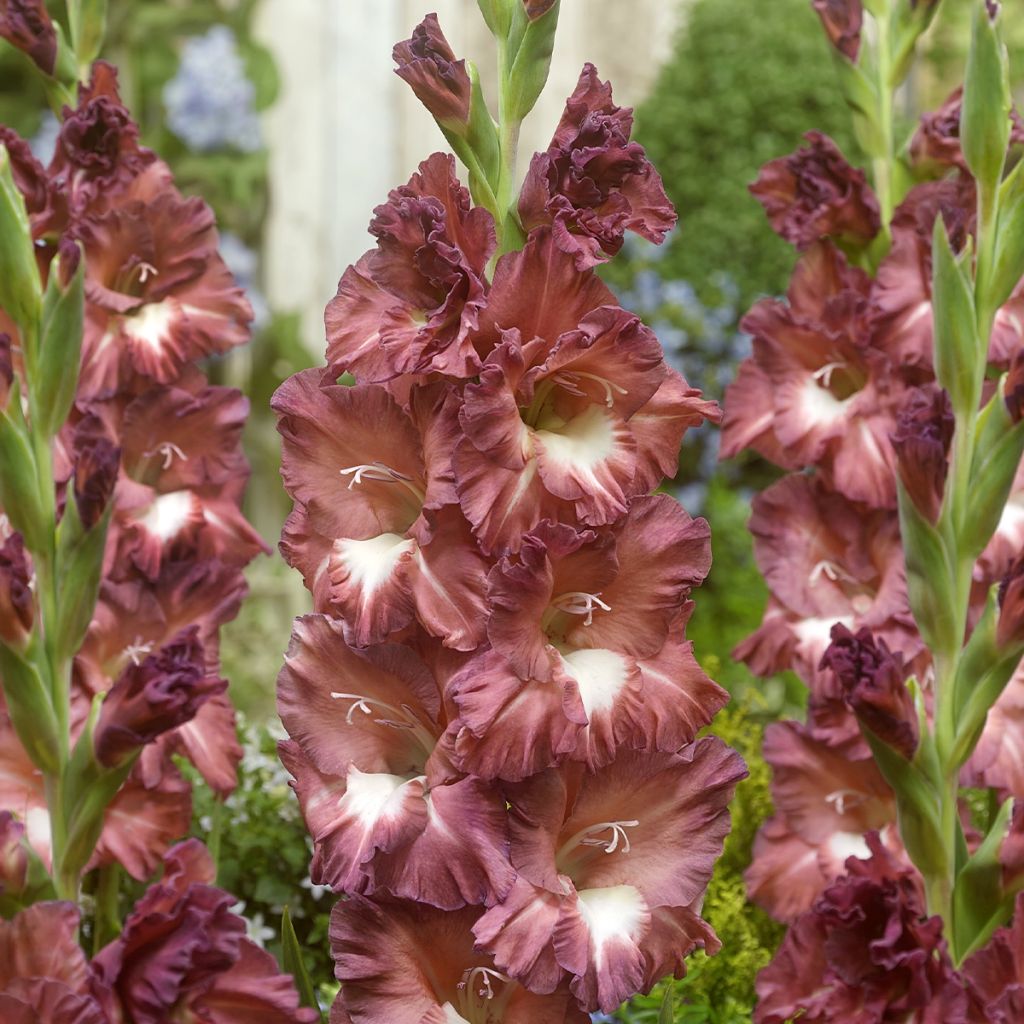 Großblütige Gladiole Bossa Nova - Gladiolus