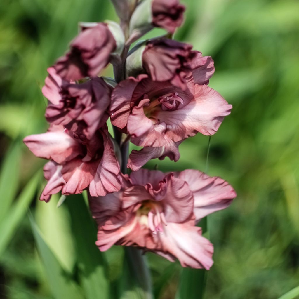 Glaïeul ou Gladiolus Dusk