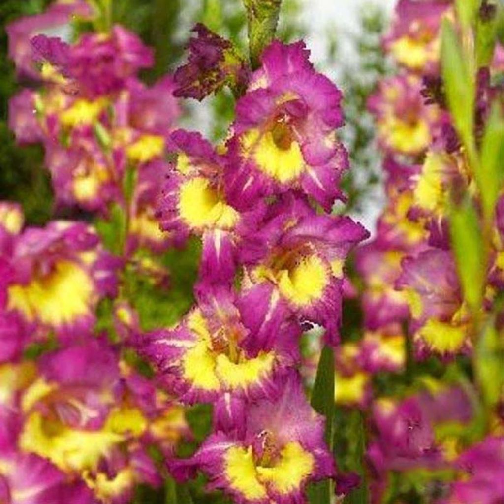 Großblütige Gladiole Far West - Gladiolus