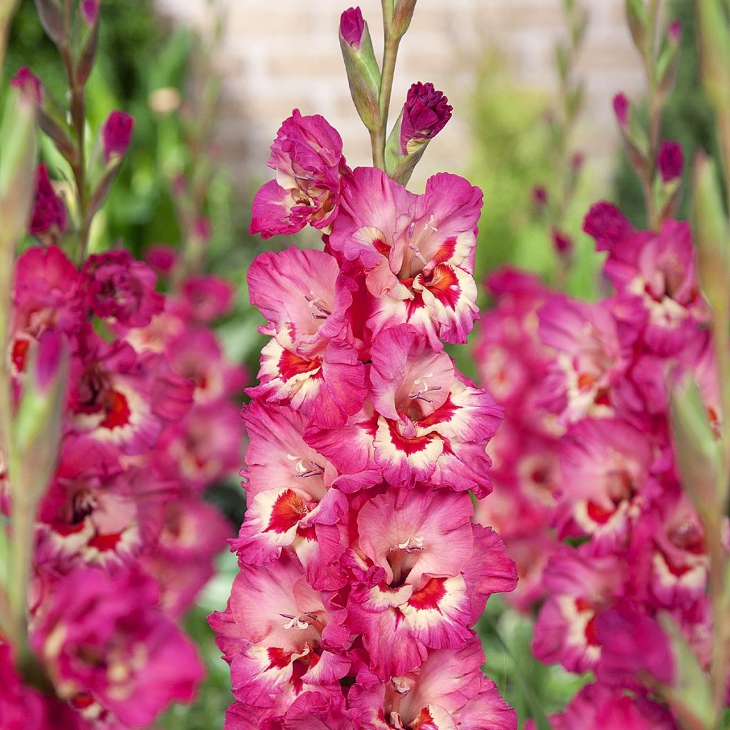 Großblütige Gladiole Vandohla - Gladiolus