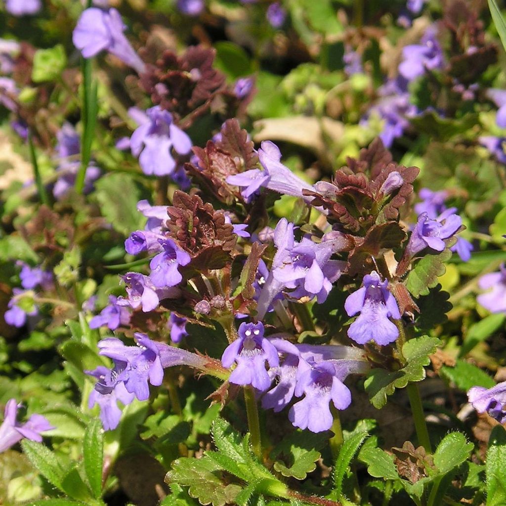 Glechoma hederacea - Gundermann