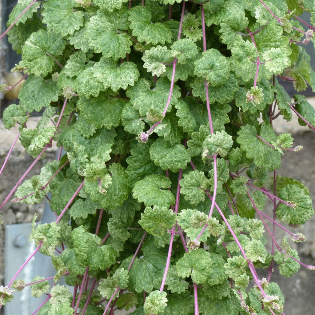 Glechoma hederacea Dappled Light - Gundermann