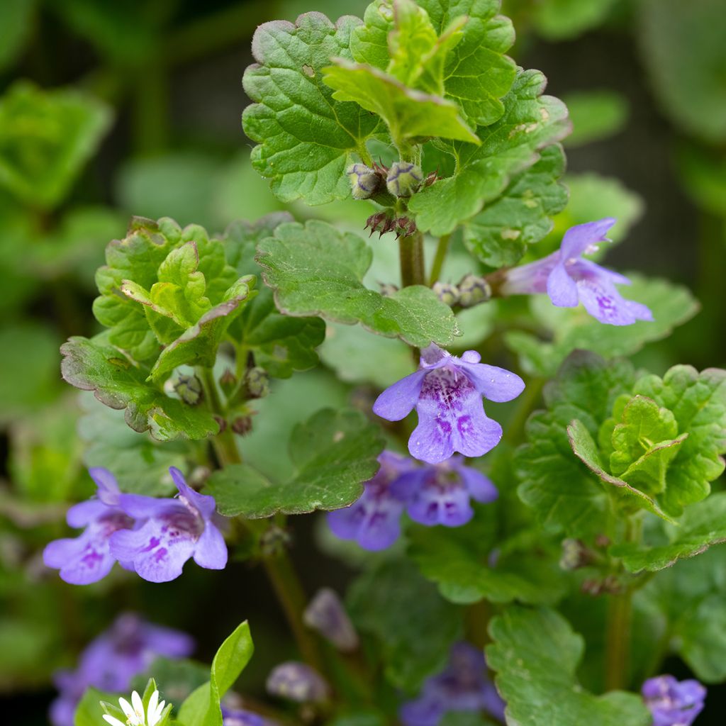 Glechoma hederacea - Gundermann