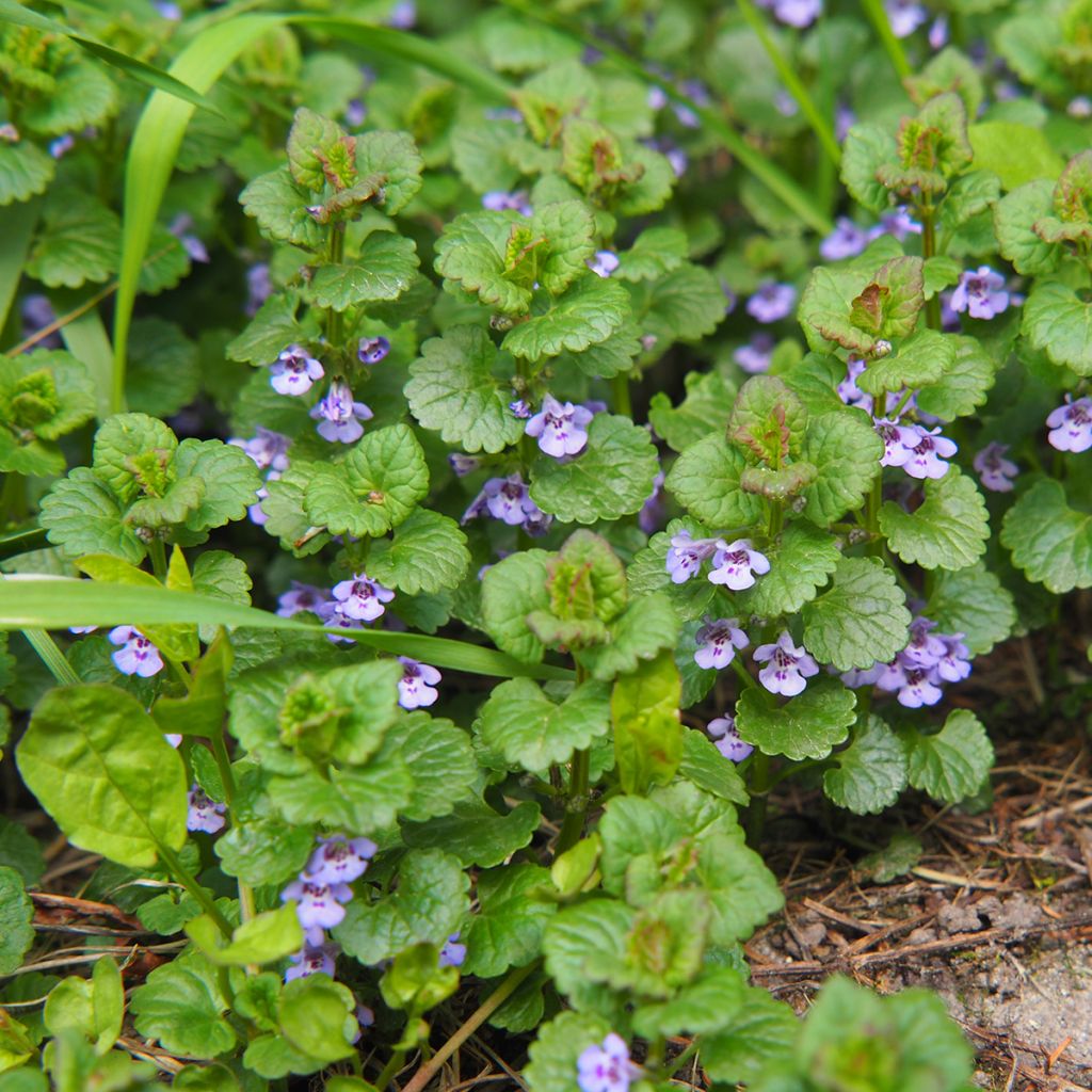 Glechoma hederacea - Gundermann