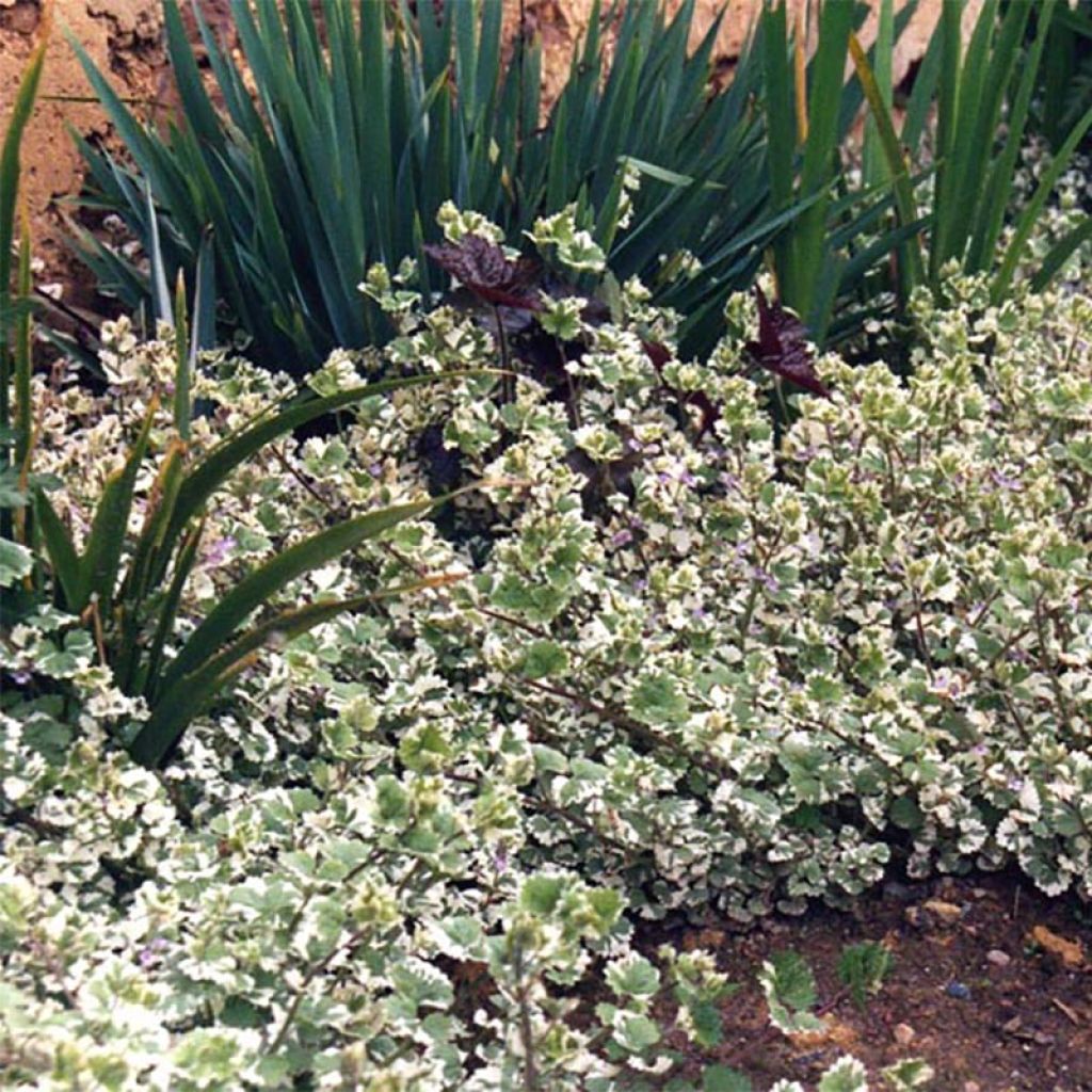 Glechoma hederacea Variegata - Gundermann