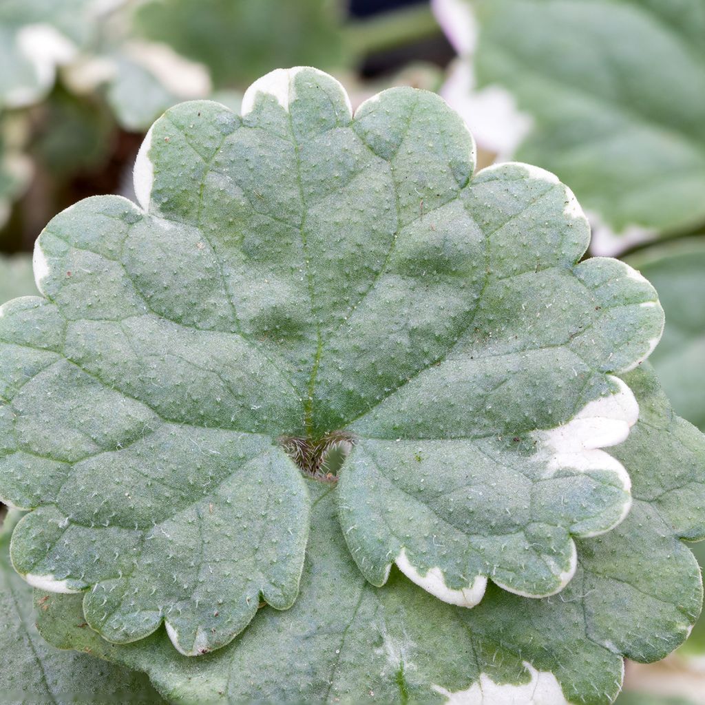 Glechoma hederacea Variegata - Gundermann