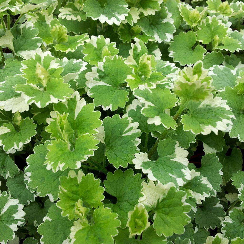 Glechoma hederacea Variegata - Gundermann