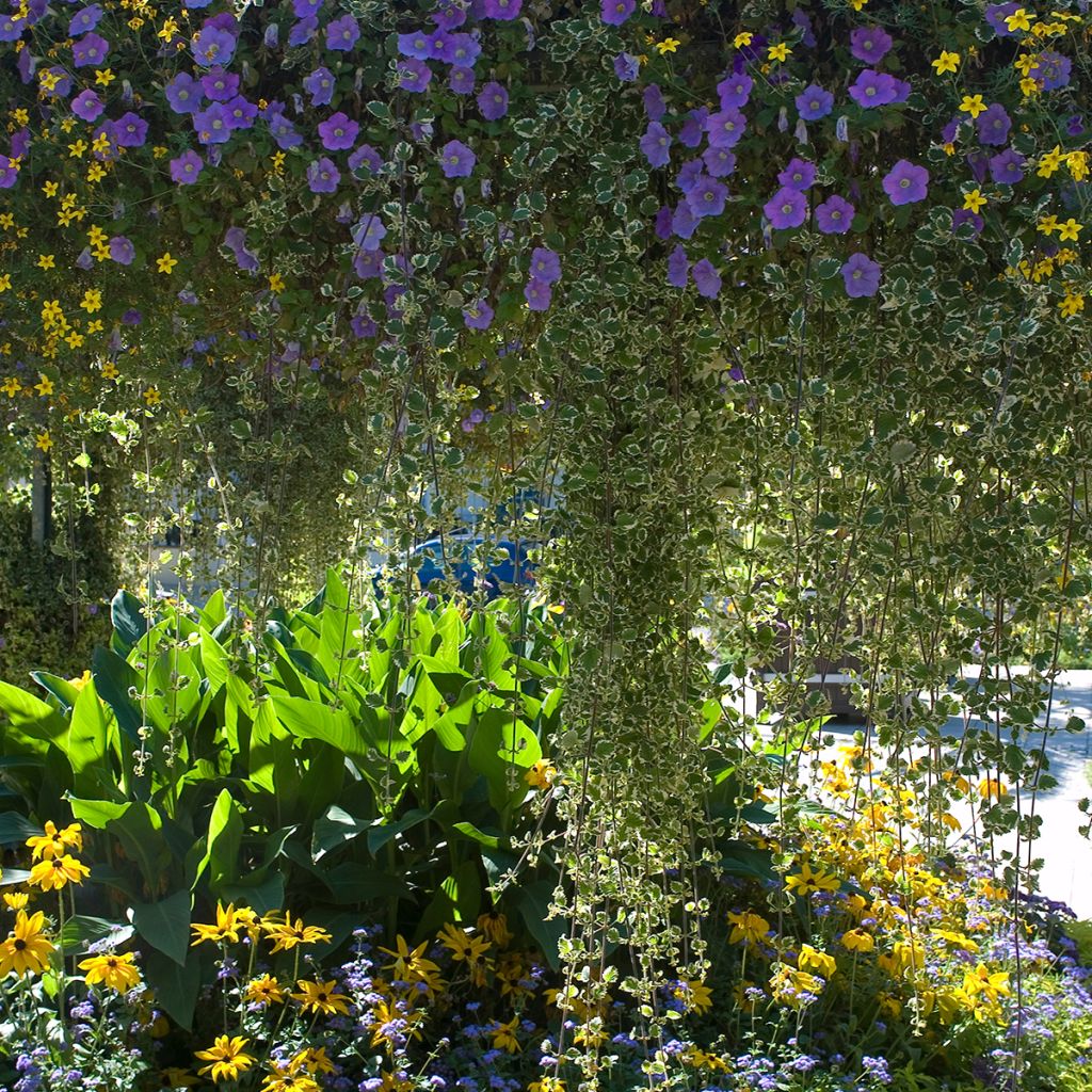 Glechoma hederacea Variegata - Gundermann