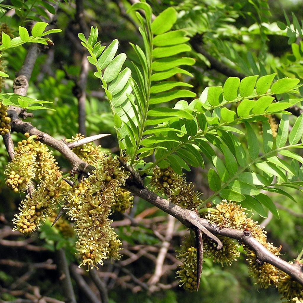 Gleditsia triacanthos - Gleditschie