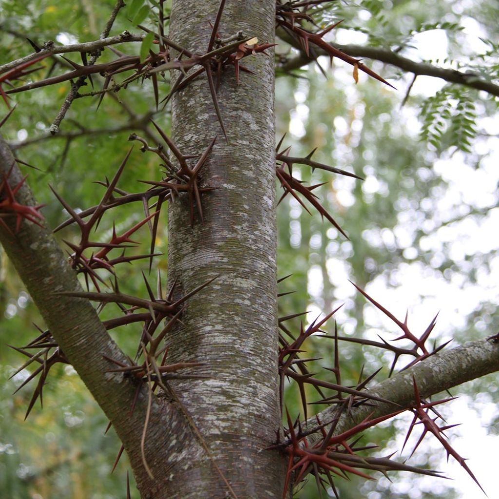 Gleditsia triacanthos - Févier d'Amérique