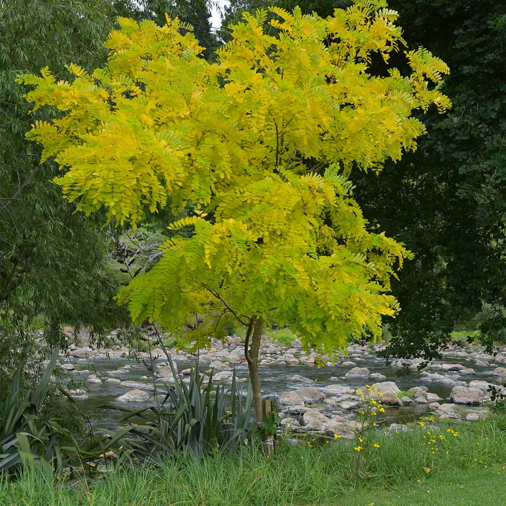 Févier d'Amérique - Gleditsia triacanthos Elegantissima