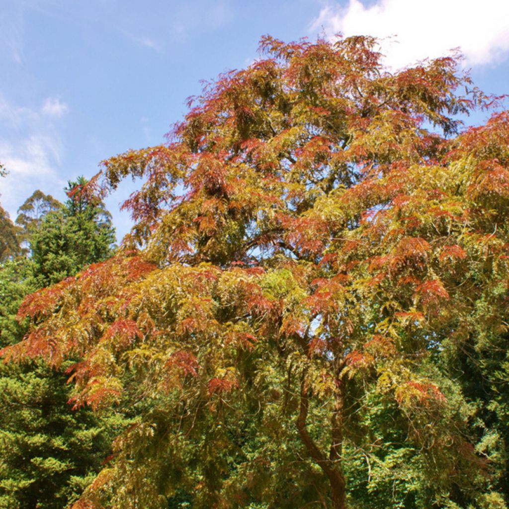 Gleditsia triacanthos f.inermis Rubylace - Gleditschie