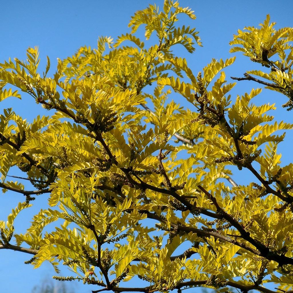 Gleditsia triacanthos f.inermis Shademaster - Gleditschie