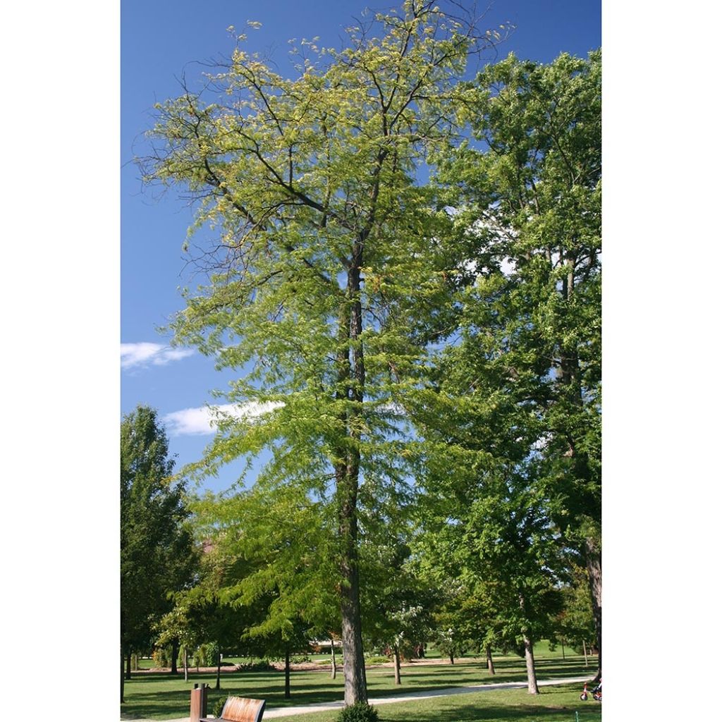 Gleditsia triacanthos f.inermis Skyline - Gleditschie