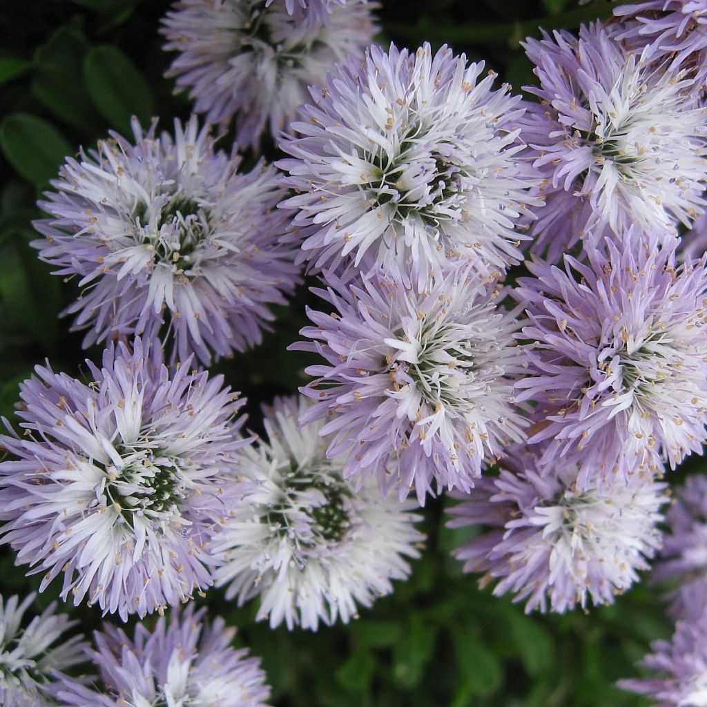 Globularia cordifolia - Kugelblume