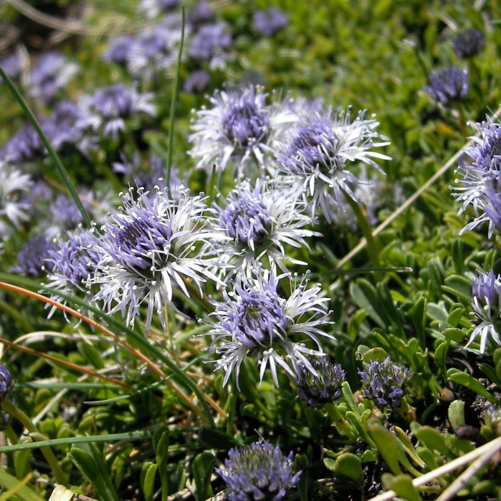 Globularia cordifolia