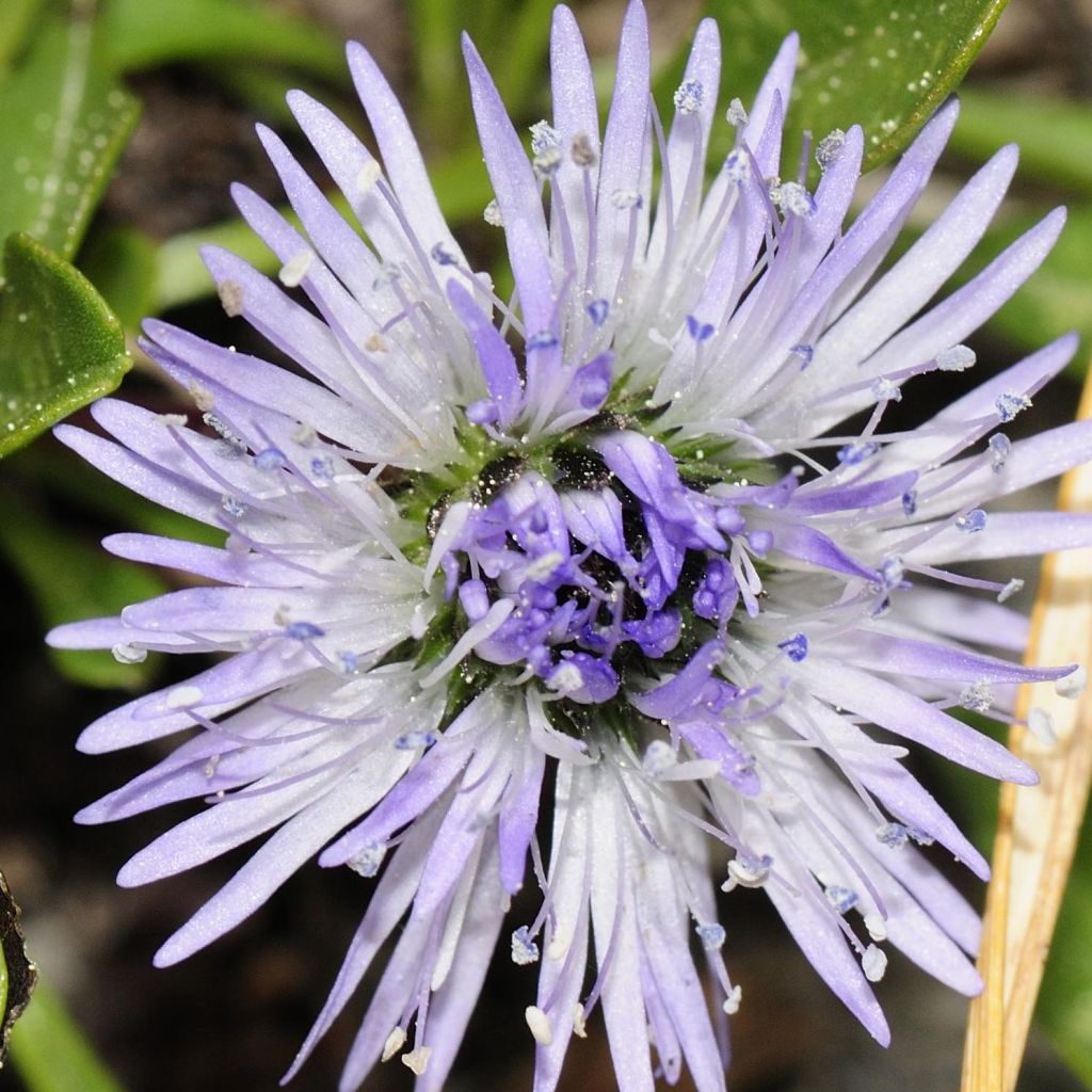 Globularia cordifolia