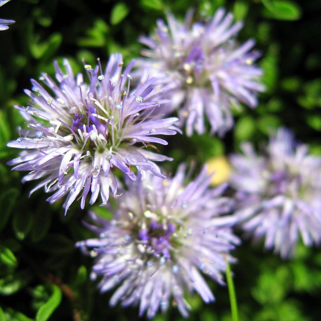 Globularia cordifolia