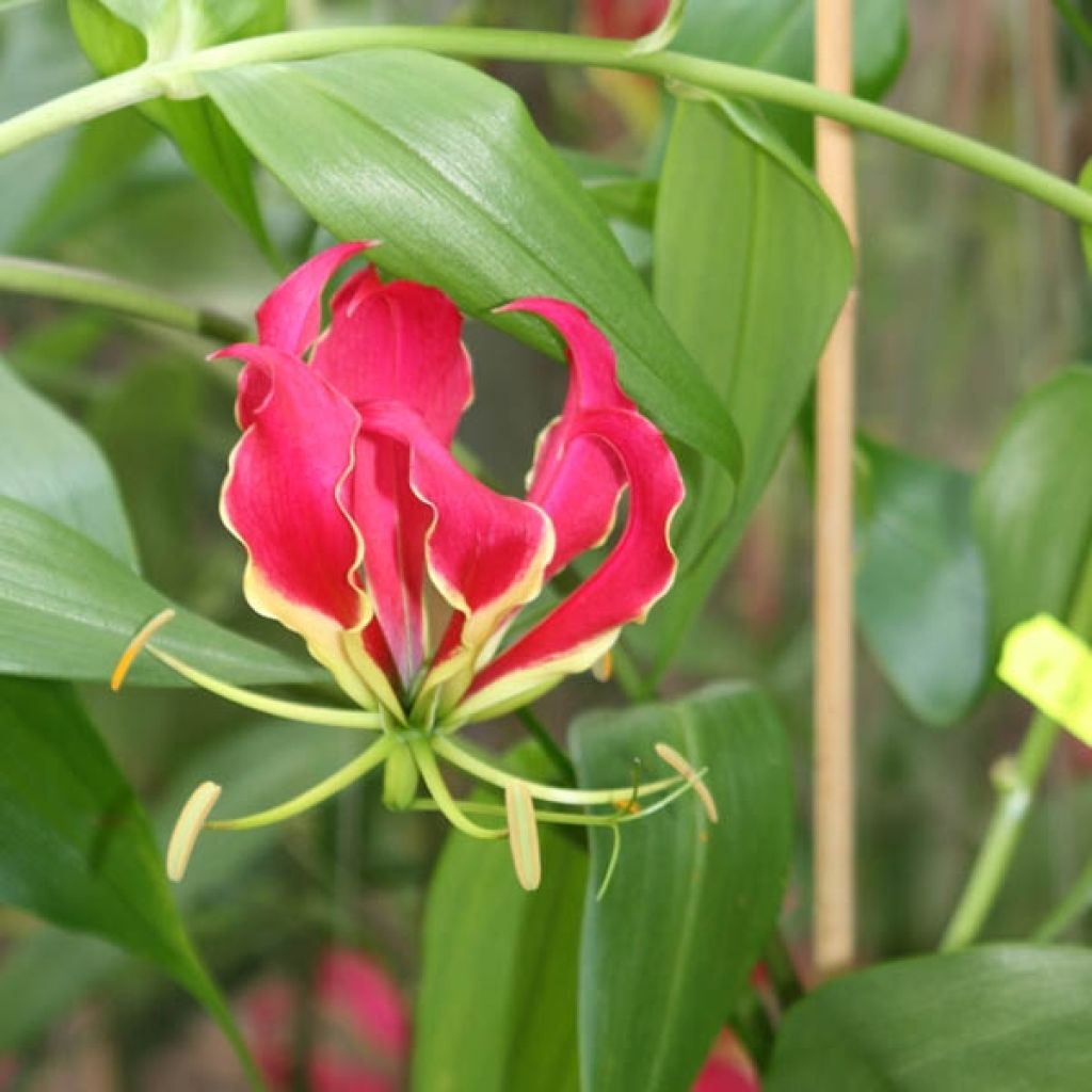 Gloriosa superba var. rothschildiana - Ruhmeskrone