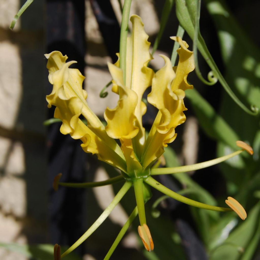 Gloriosa lutea Lutea - Ruhmeskrone