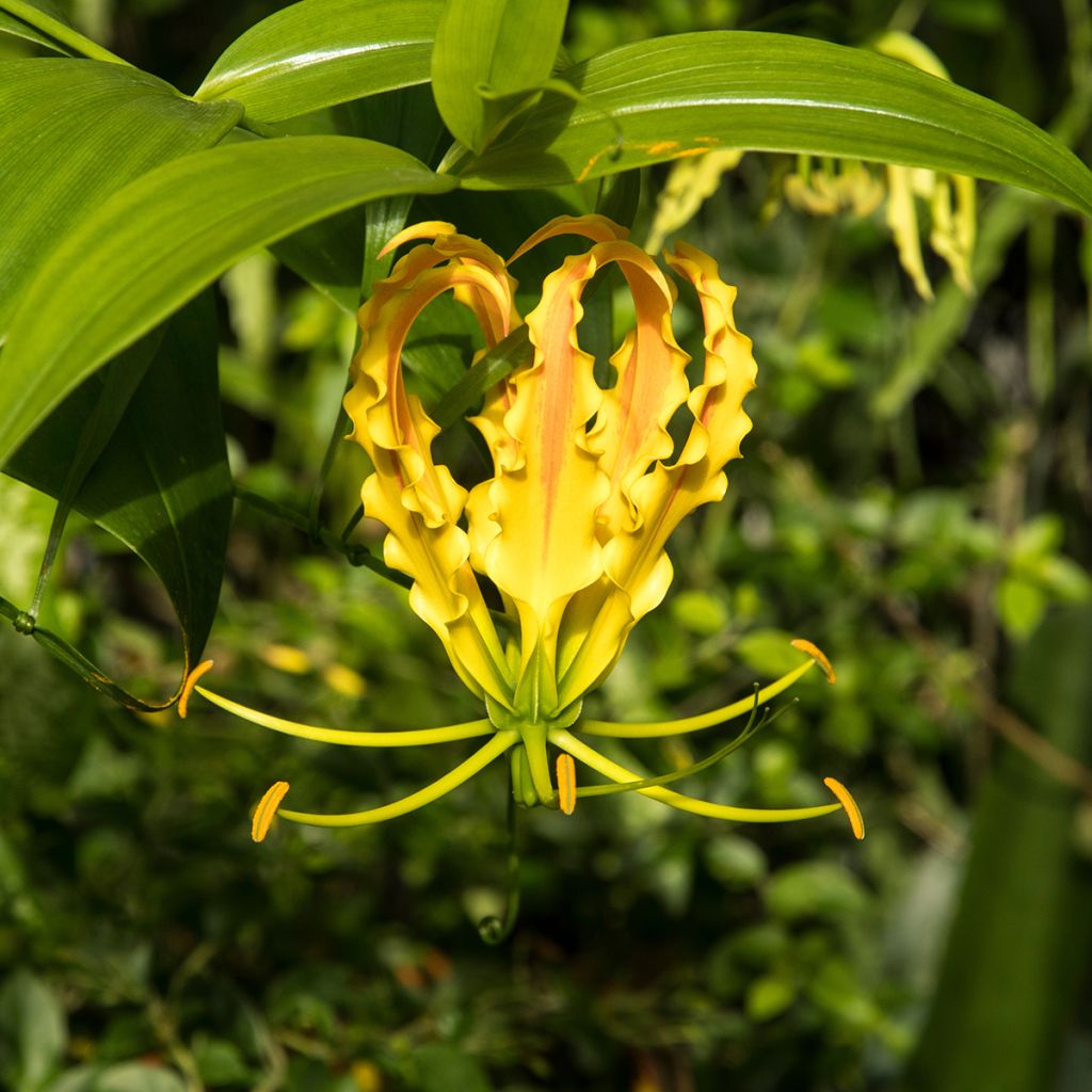 Gloriosa lutea Lutea - Ruhmeskrone