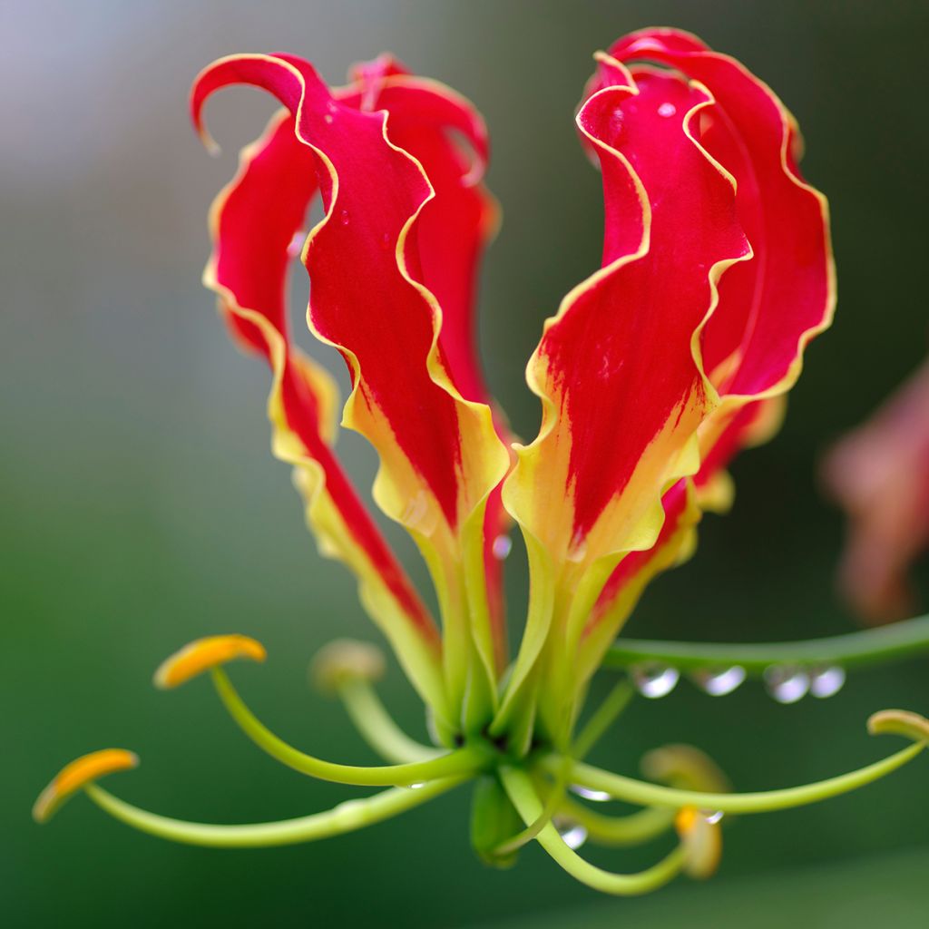 Gloriosa superba var. rothschildiana - Ruhmeskrone