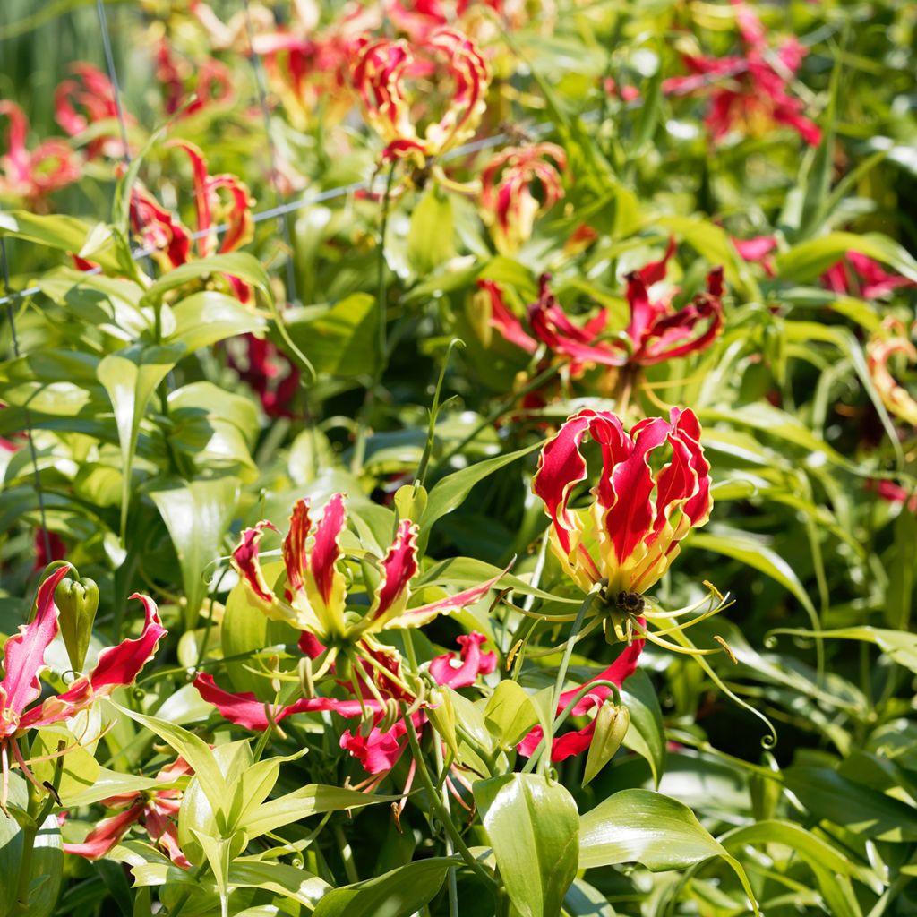 Gloriosa superba var. rothschildiana - Ruhmeskrone