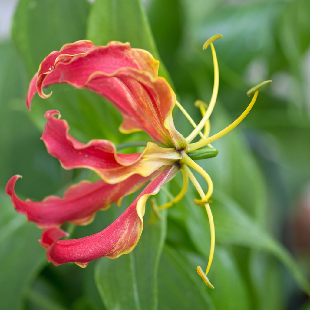 Gloriosa superba var. rothschildiana - Ruhmeskrone