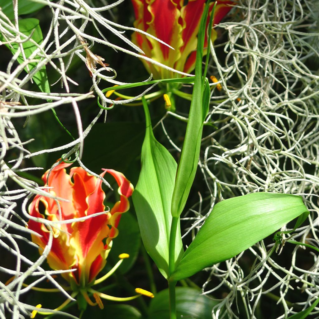 Gloriosa superba var. rothschildiana - Ruhmeskrone