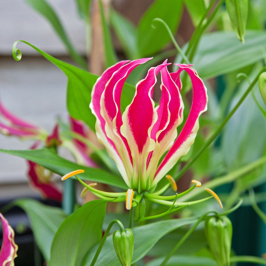 Gloriosa superba var. rothschildiana - Ruhmeskrone